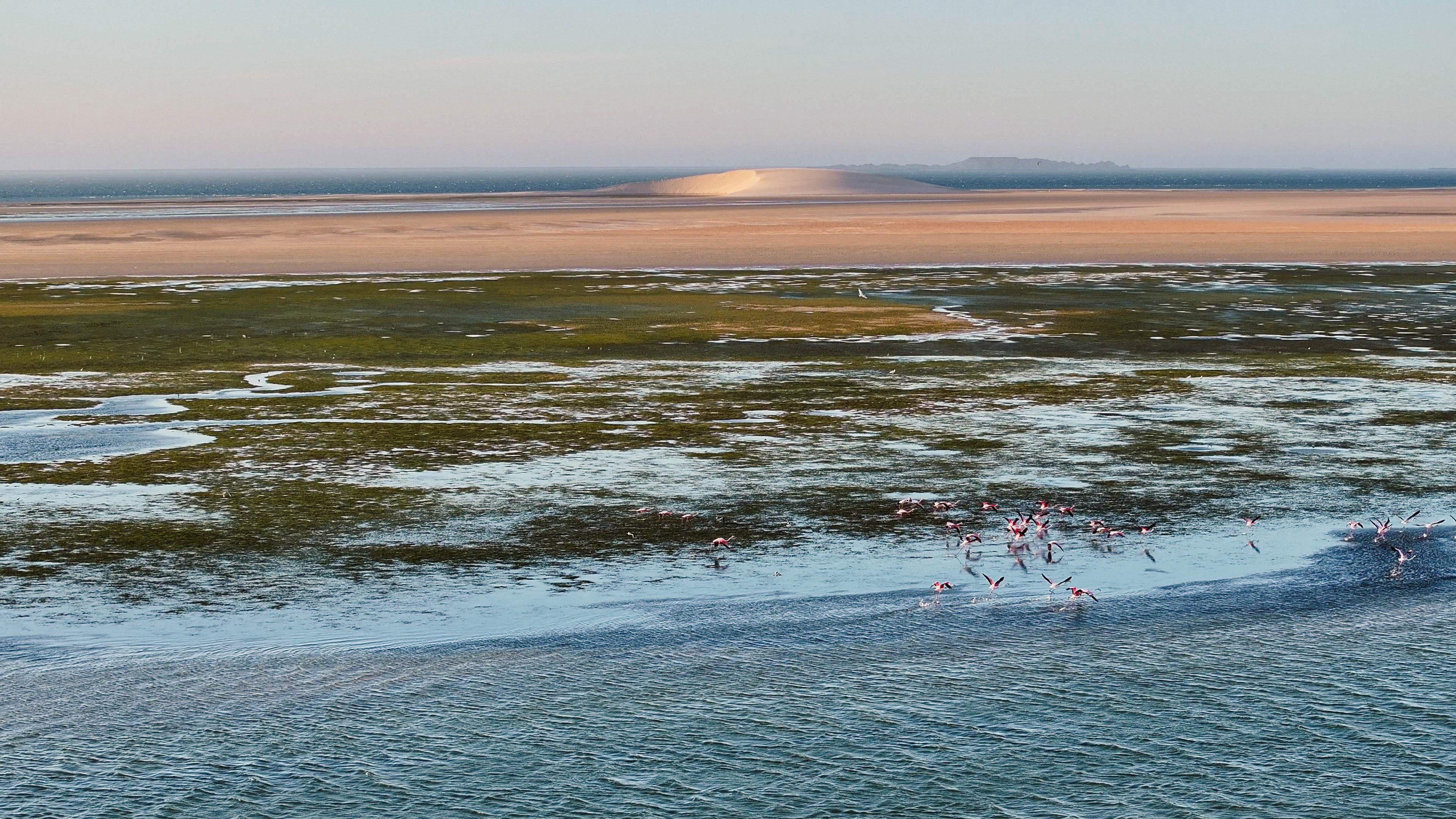 The White Dune of Dakhla at low tide with pink flamingos gathered on the sandbar, a popular stop during Bluboarding guided excursions.