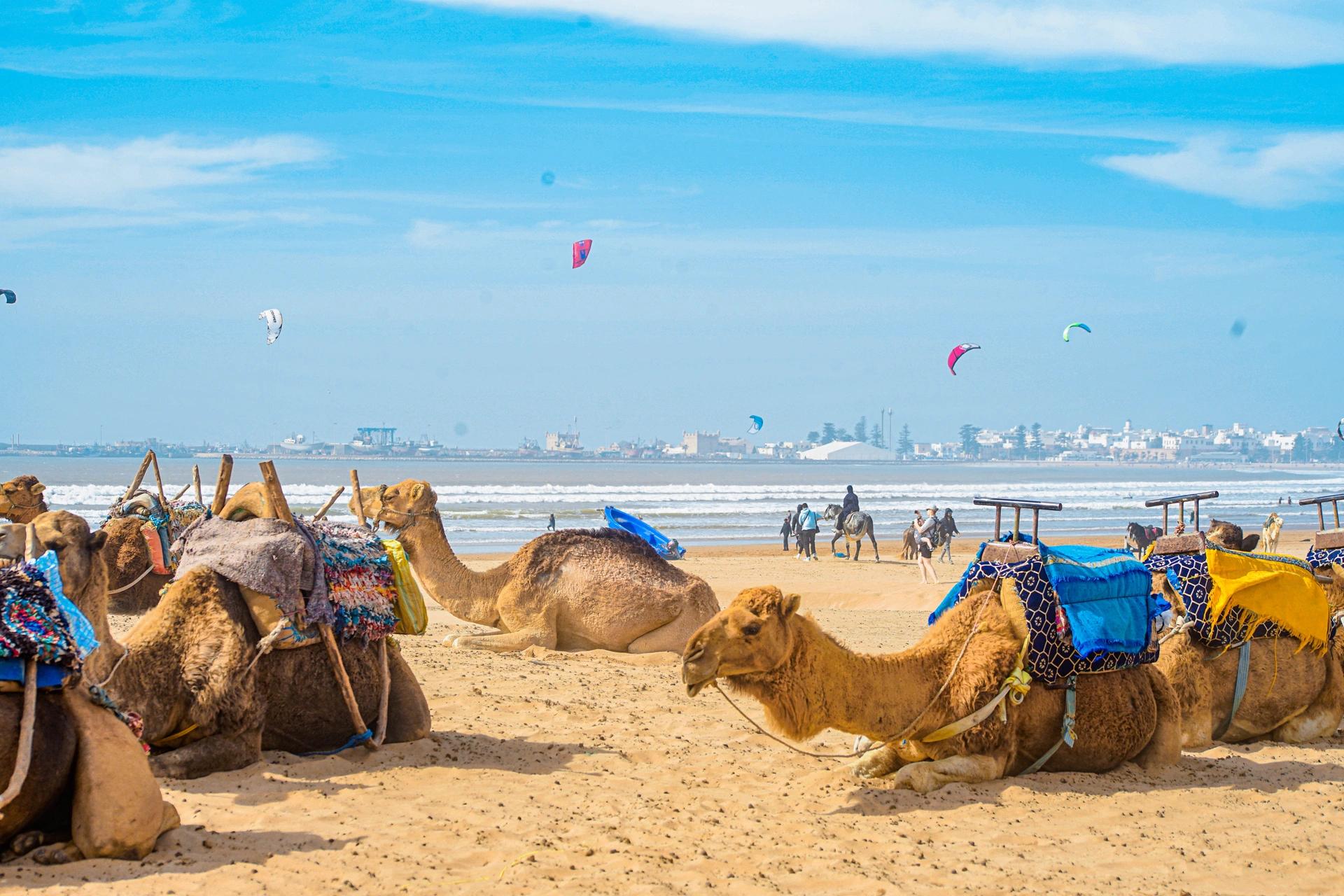 Camels resting on Essaouira beach with the medina and ocean in the background